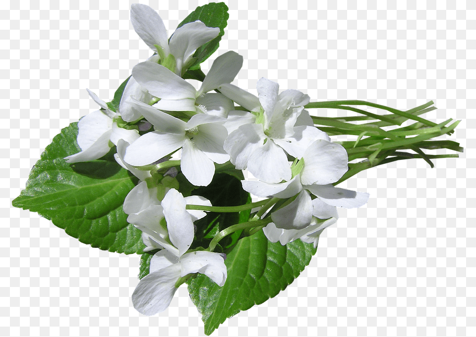 Violets White Perfumed Hydrangea, Flower, Geranium, Plant, Acanthaceae Free Png Download
