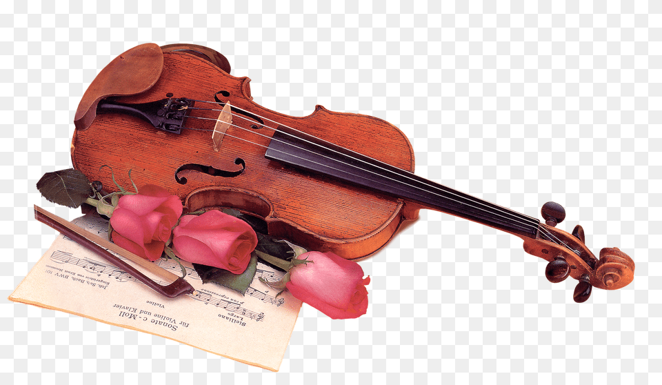 Violin, Musical Instrument, Flower, Plant, Rose Free Png