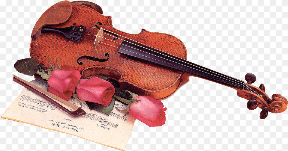 Violin Fiddle, Musical Instrument, Flower, Plant, Rose Png