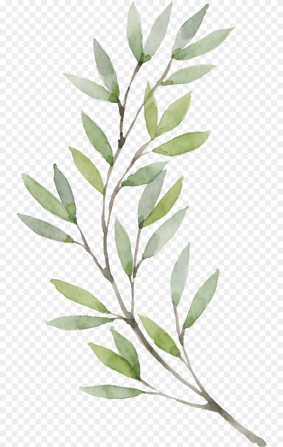 Violin Watercolor Watercolor Olive Leaf, Plant, Tree, Annonaceae, Vegetation Png Image