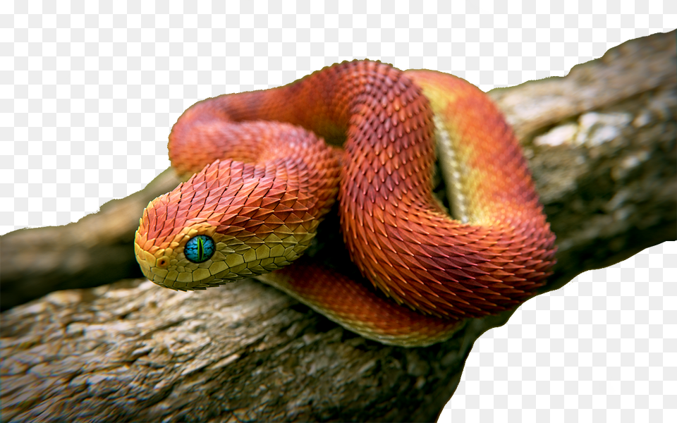 Viper, Animal, Reptile, Snake Png Image