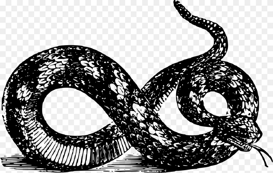 Viper Clipart 2 Snake Gadsden Flag Black And White Hd, Gray Free Png Download