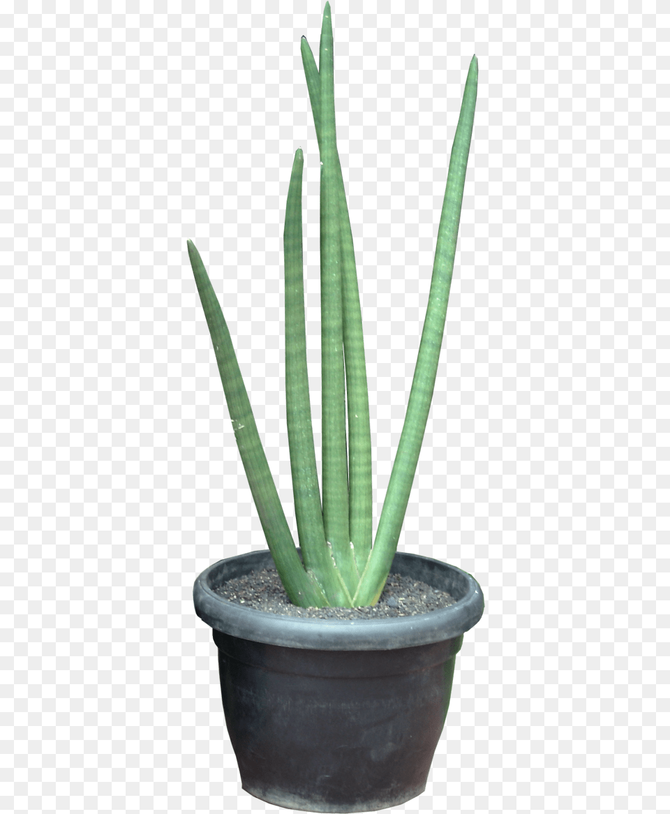 Viper Hemp Sansevieria Cylindrica Bowstring Hemp, Plant, Aloe Free Transparent Png