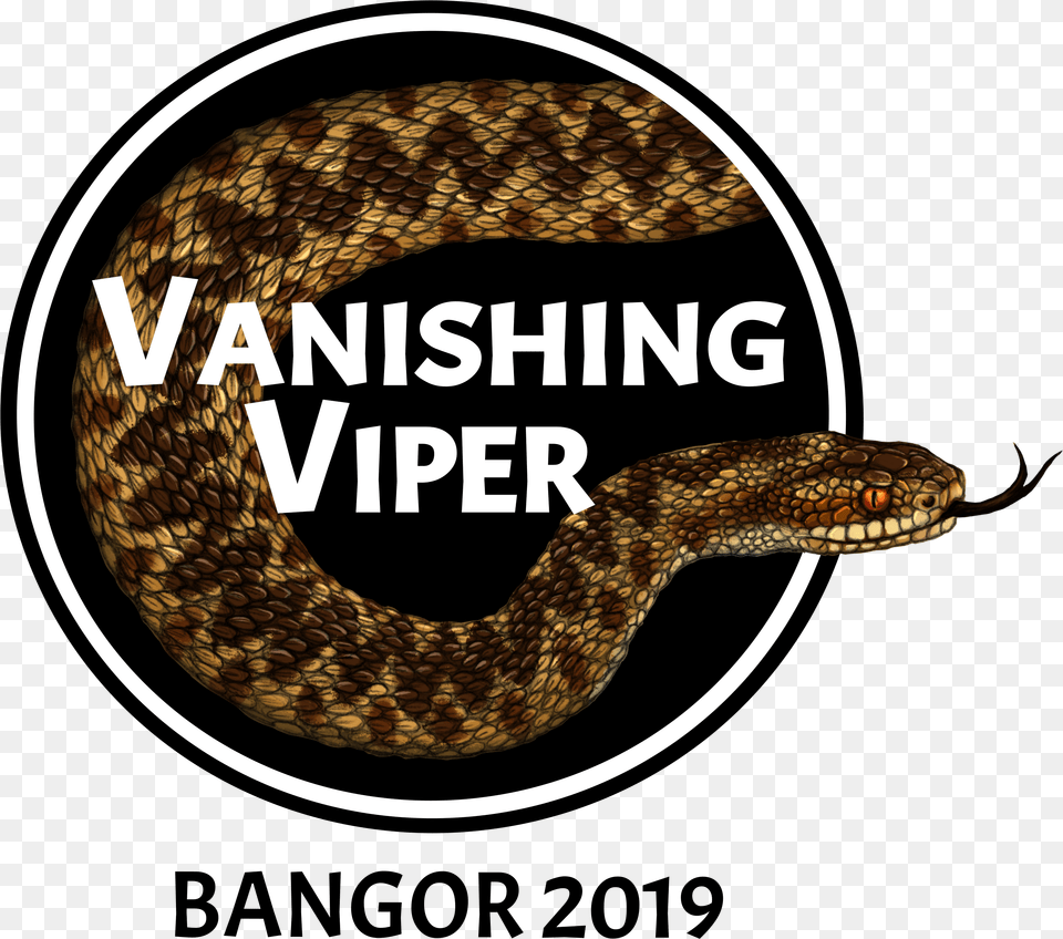 Viper Serpent, Animal, Reptile, Snake, Rattlesnake Free Png