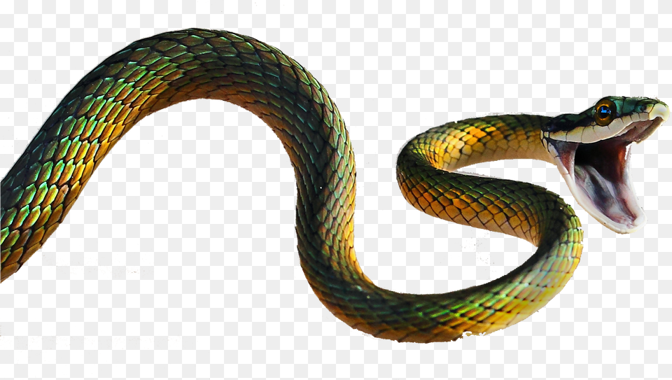 Viper Snake 5d Snake, Animal, Reptile, Green Snake Free Png Download