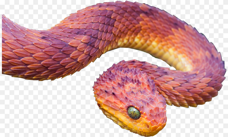 Viper Snake By Salmanghafoornaz Jpg Black Discover Book 4 Bible Notes For Young People, Animal, Reptile Png Image