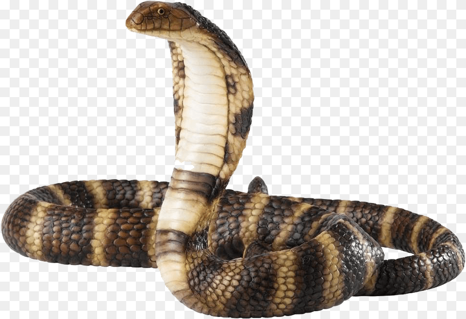 Viper Snake Cobra, Animal, Reptile Free Png