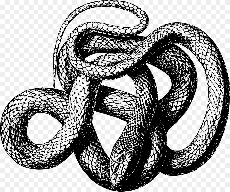 Viper Snake Snake Transparent Black And White, Gray Free Png Download