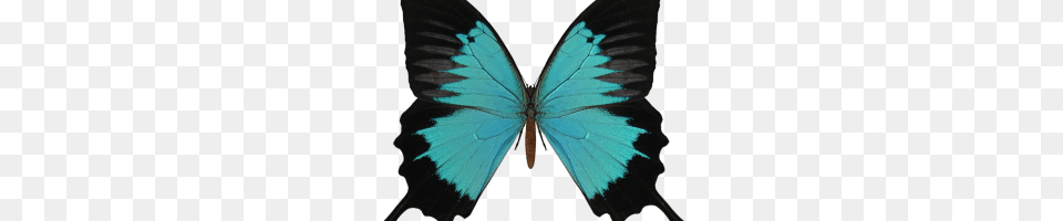 Virgen De Guadalupe Vector Image, Animal, Butterfly, Insect, Invertebrate Free Png Download