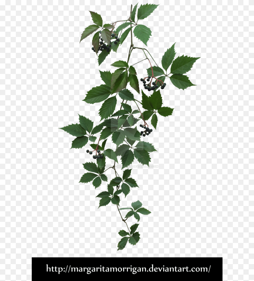 Virginia Creeper, Leaf, Plant, Vine, Berry Png