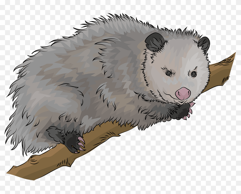 Virginia Opossum Clipart, Animal, Mammal, Wildlife, Possum Free Transparent Png