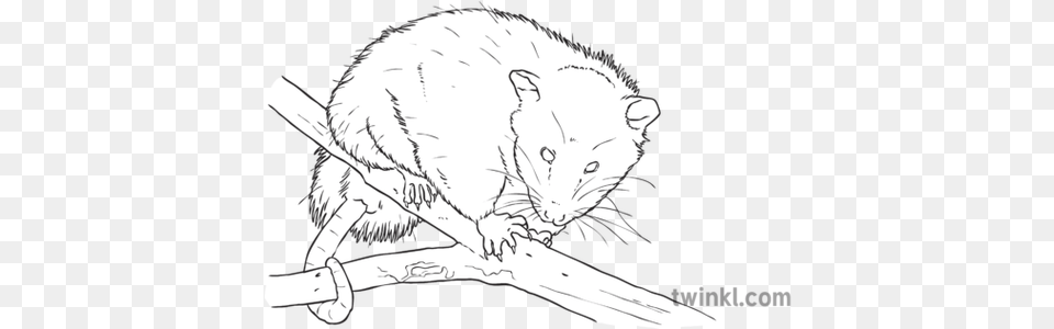 Virginia Opossum North Carolina Symbols Animal Marsupial Line Art, Baby, Person, Mammal, Wildlife Png