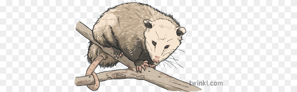 Virginia Opossum North Carolina Symbols Opossum In Carolinian Woodlands, Animal, Mammal, Wildlife, Possum Png Image