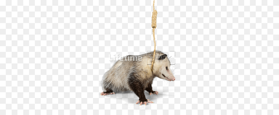 Virginia Opossum With Hanging Noose Around Neck Isolated Noose Transparent, Animal, Mammal, Rat, Rodent Free Png Download