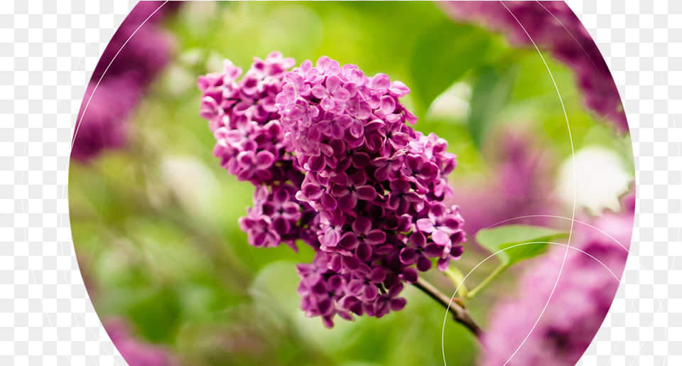 Viridis Specialises In Providing Exclusive Garden And Eddy Boom Unsplash, Flower, Plant, Lilac Free Png Download