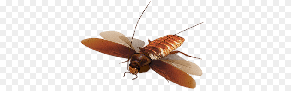 Virtual Cockroach, Animal, Insect, Invertebrate Png Image