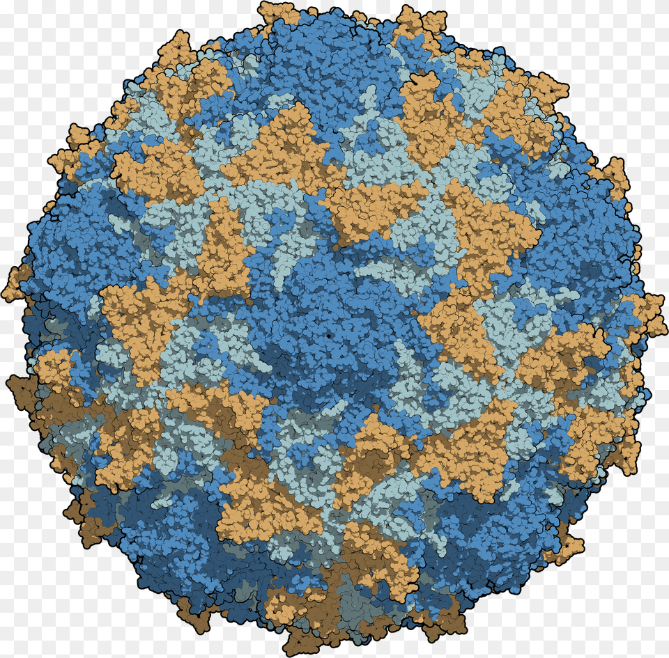 Virus De La Poliomielitis Png