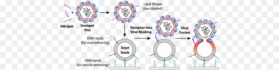 Virus U0026 Vesicle Fusion Boxer Lab Circle, Text Free Transparent Png