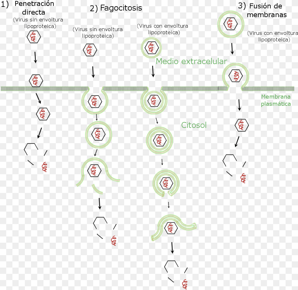 Viruses Entering Cell Number, Face, Head, Person Free Png