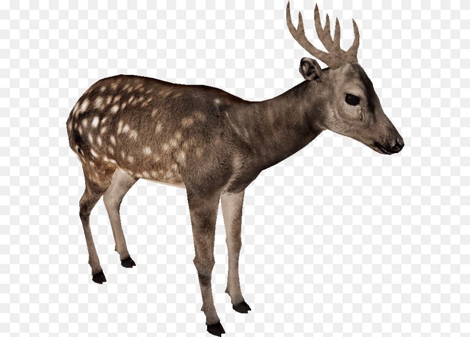 Visayan Spotted Deer Visayan Spotted Deer Antlers, Animal, Mammal, Wildlife, Antelope Free Png Download