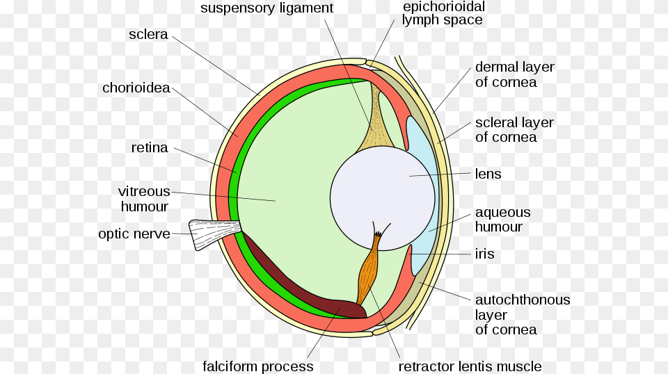 Vision In Fishes, Food, Fruit, Plant, Produce Free Transparent Png