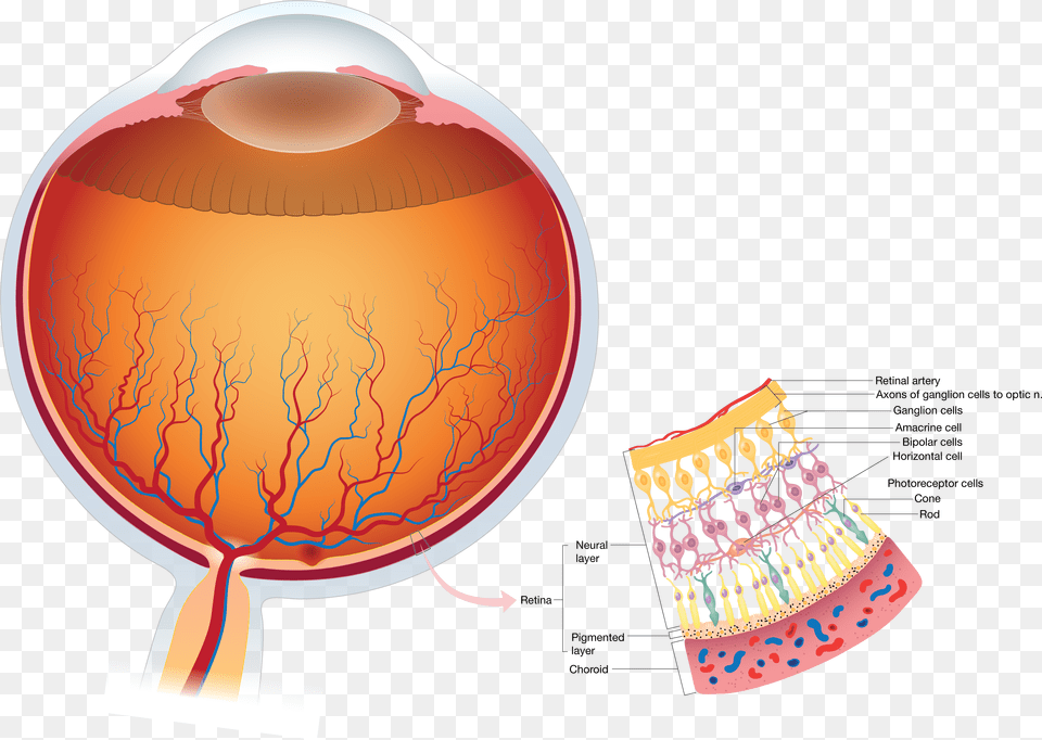 Vision Insights U2013 Eye Anatomy Light Incident On Retina, Balloon, Brush, Device, Tool Free Png