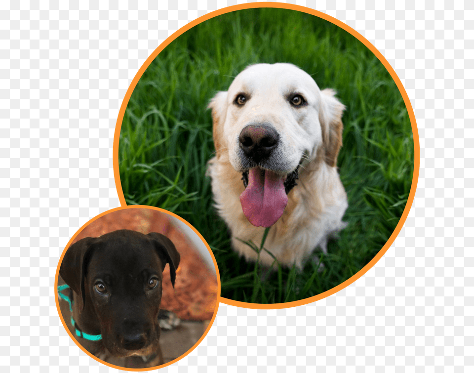 Vision Of Dog, Animal, Canine, Mammal, Pet Free Png