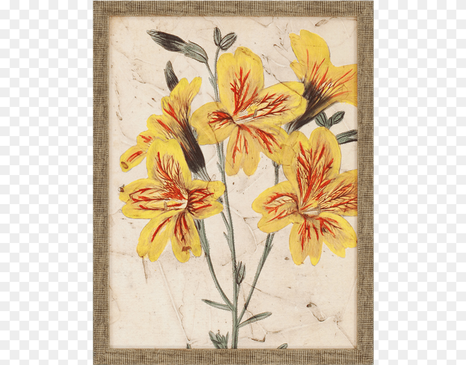 Vision Studio Curtis Blooms In Yellow Iv, Flower, Plant, Art, Painting Free Png