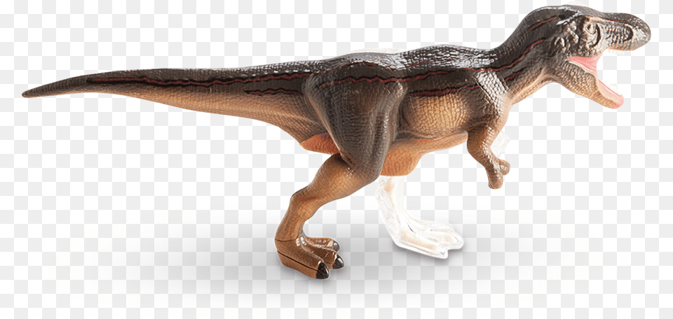 Vision T Rex Anatomy Model Anatomy, Animal, Dinosaur, Reptile, T-rex Png