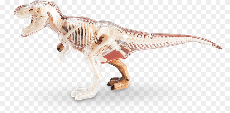 Vision T Rex Anatomy Model T Rex Anatomy Model, Animal, Dinosaur, Reptile, T-rex Png Image