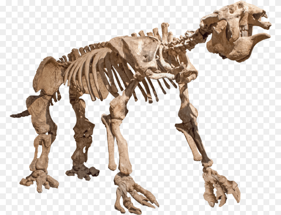 Visit Animal Skeleton, Dinosaur, Reptile Png