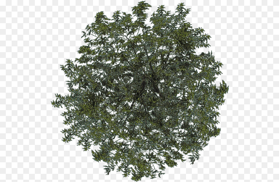 Visit Arvore Topo Full Size Image Pngkit Arbol En Planta, Oak, Plant, Tree, Vegetation Free Transparent Png