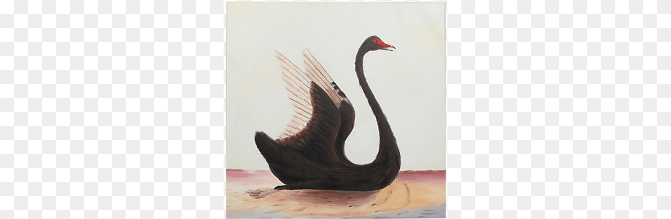 Visit Black Swan Bird Drawing, Animal, Beak, Waterfowl, Black Swan Png