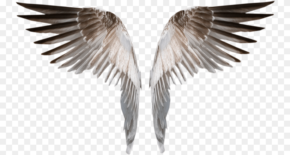 Visit Burned Angel Wings Deviant, Animal, Bird, Flying, Seagull Png