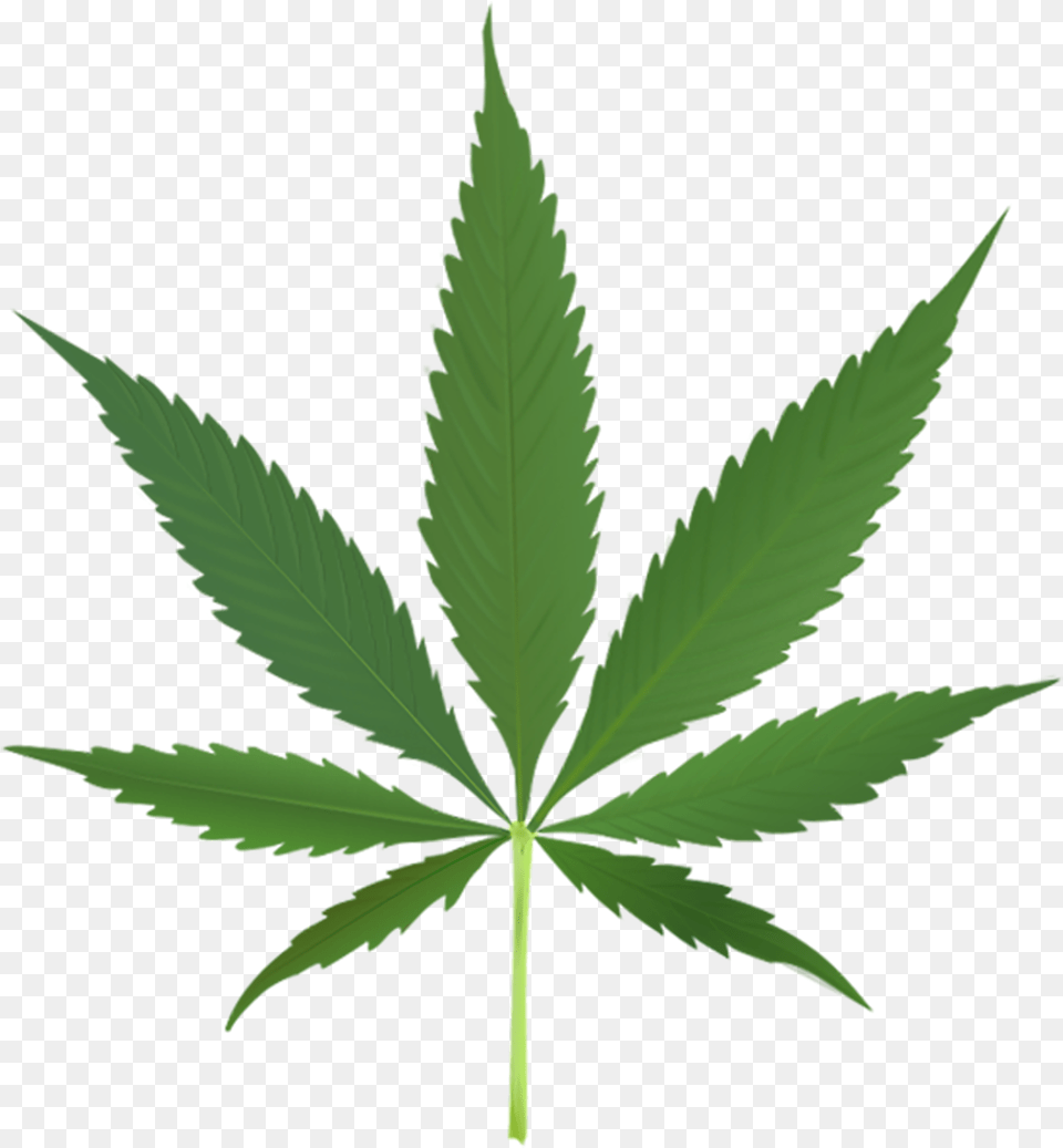 Visit Cannabis Leaf, Plant, Weed, Hemp Free Transparent Png