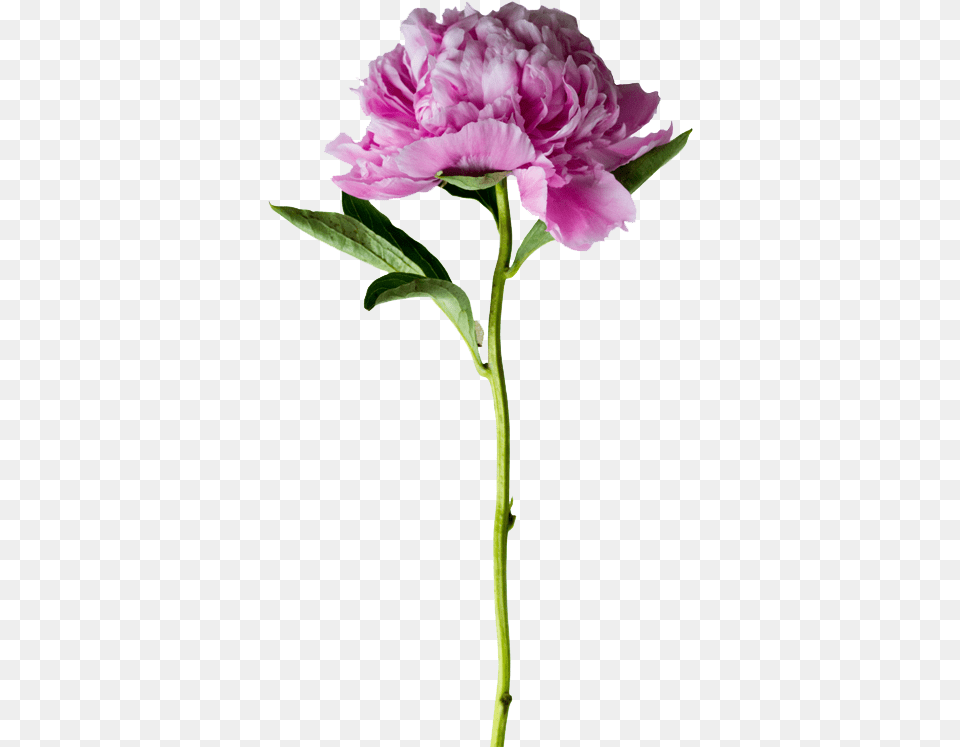 Visit Card Nail Master, Carnation, Flower, Plant, Peony Png