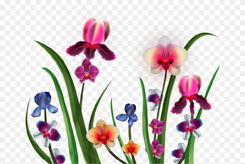 Visit Clip Art, Flower, Orchid, Plant, Iris Free Png Download
