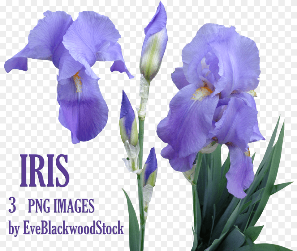 Visit Flores Iris, Flower, Plant, Purple, Petal Png