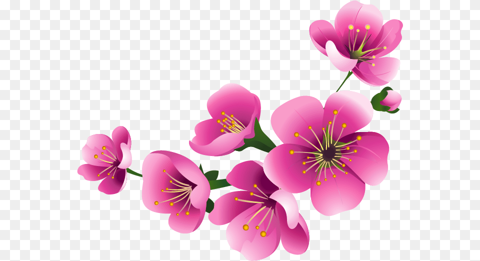 Visit Flower, Anther, Plant, Geranium, Cherry Blossom Free Png