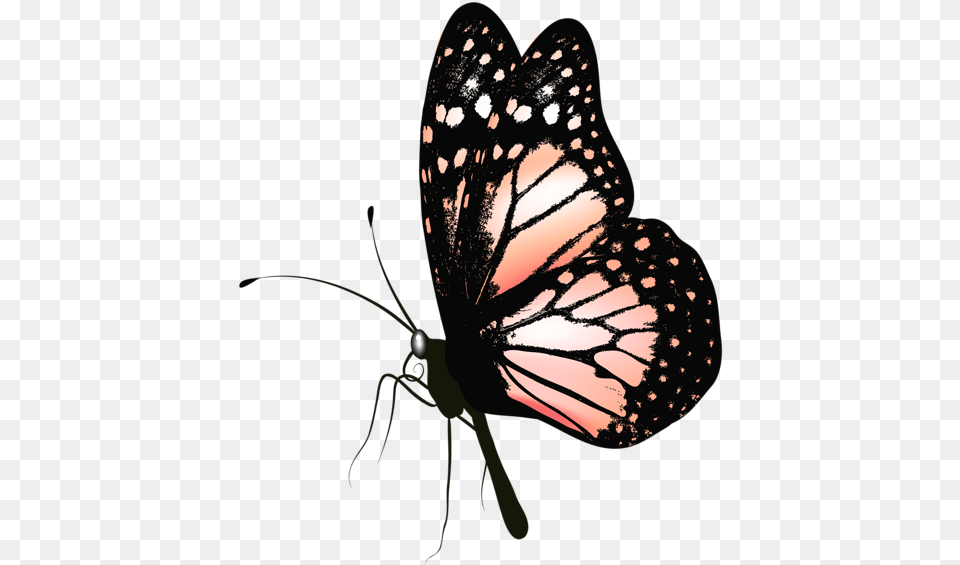 Visit Freeforme Monarch Butterfly Watch Butterfly Gift, Chandelier, Lamp, Animal, Insect Free Transparent Png