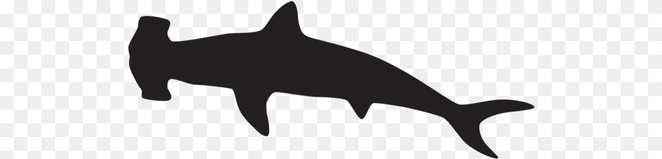 Visit Hammerhead Shark Silhouette, Animal, Sea Life, Fish Png Image