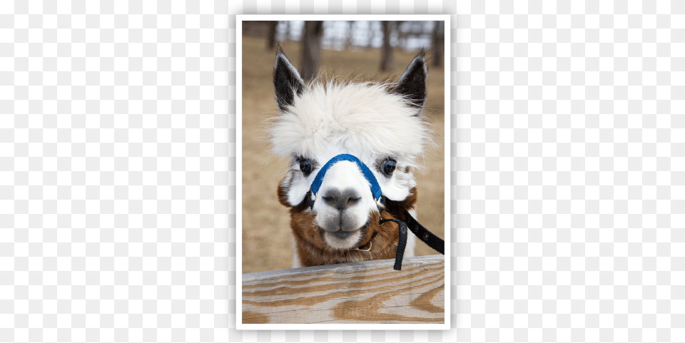 Visit Our Farm U2013 Apple Hill Nc Angora Goat, Animal, Mammal, Canine, Dog Free Png Download