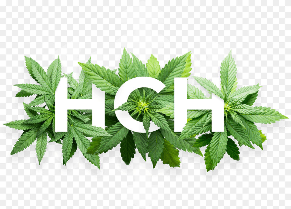 Visit Our Marijuana Dispensary Today And Pick Your Own Bud Flower Hemp Seed Oil Label Design, Leaf, Plant, Herbal, Herbs Free Transparent Png