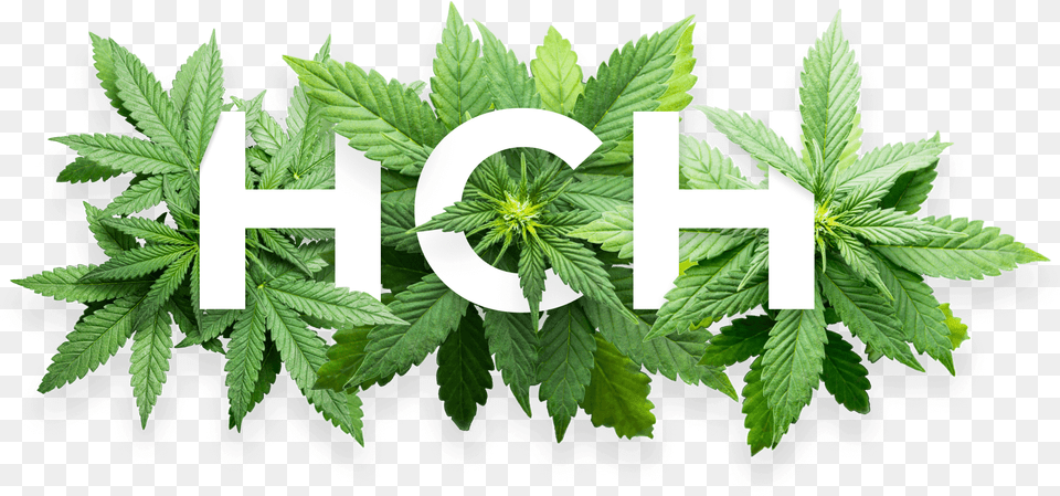 Visit Our Marijuana Dispensary Today And Pick Your Own Bud Hch Cannabis, Leaf, Plant, Herbal, Herbs Png Image