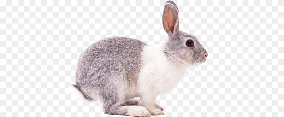 Visit Rabbit, Animal, Mammal, Rat, Rodent Free Png