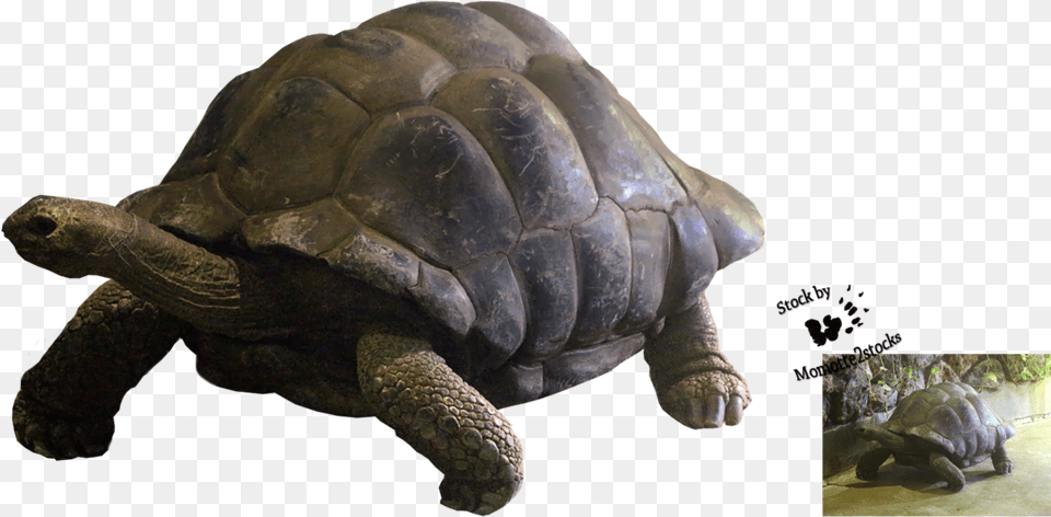 Visit Reptile, Animal, Sea Life, Tortoise, Turtle Free Png