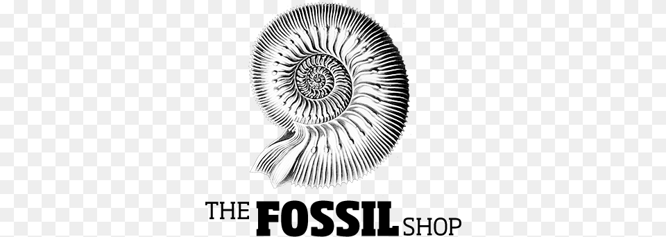 Visit The Fossil Shop On Your Next Trip To Drumheller Graphic Design, Spiral, Art Free Png