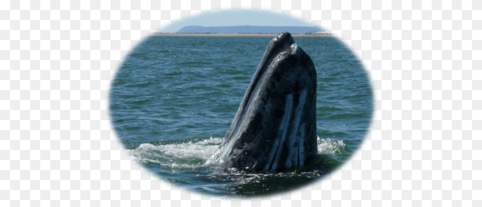 Visit The Gray Whales Of Baja39s San Ignacio Lagoon Humpback Whale, Animal, Mammal, Sea Life, Fish Png