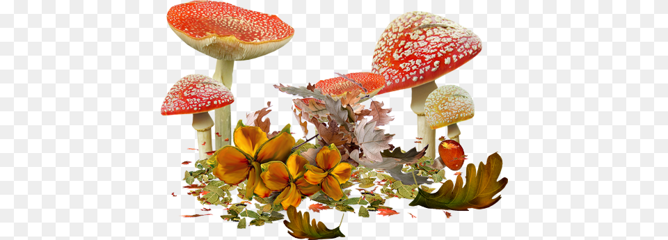 Visit Tubes Automne Pour Crations, Fungus, Plant, Agaric, Mushroom Free Transparent Png