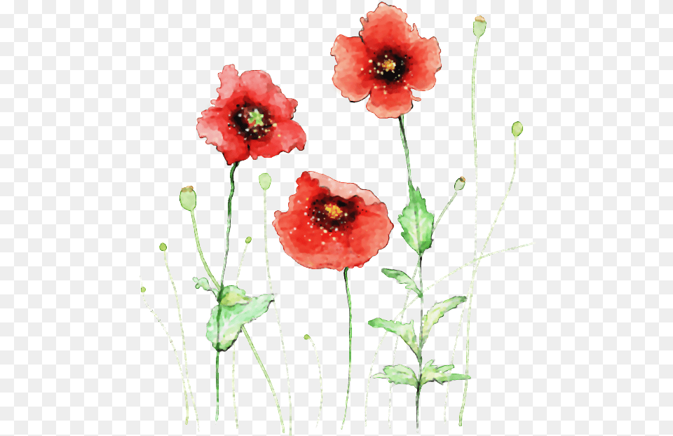 Visit Watercolor Red Flower Painting, Plant, Poppy, Rose, Anther Free Png Download